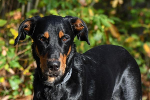 Unveiling the Magnificence of Beaucerons: Majestic Guardians of Loyalty and Versatility