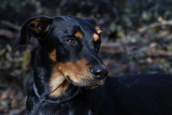 Exploring the Enigmatic Beaucerons: Noble Guardians of Heritage and Heart