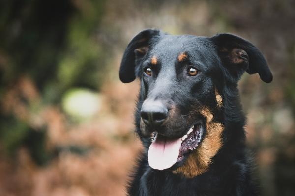 Unveiling the Magnificence of Beaucerons: Guardians of Heritage and Heart